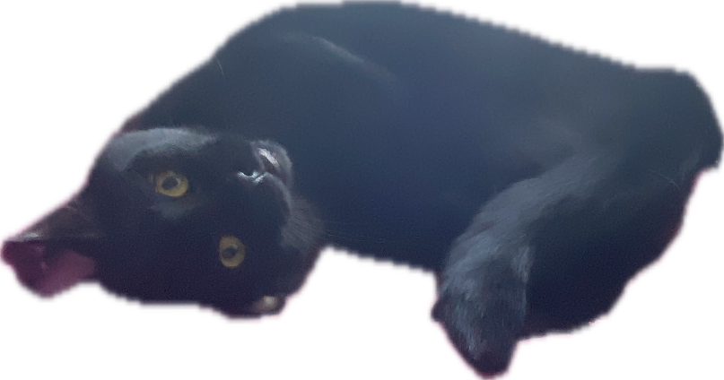Black Cat, a recorded specimen