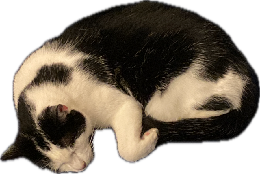 Domestic Cat, a recorded specimen