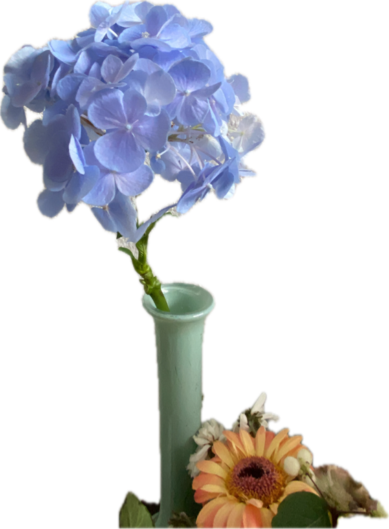 Hydrangea, a recorded specimen