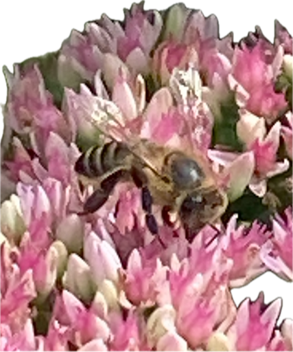 Honey Bee, a recorded specimen