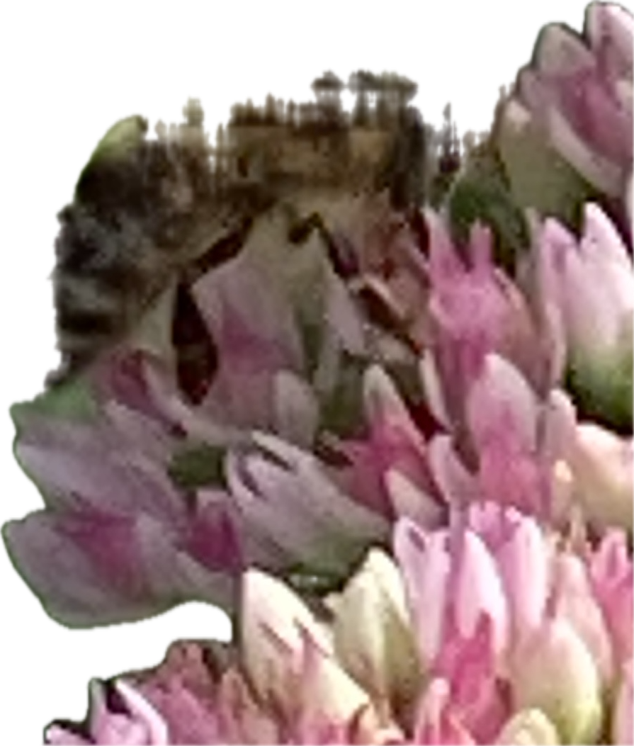 Honey Bee, a recorded specimen