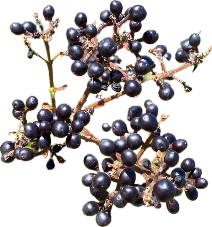 Blackberry, a captured specimen