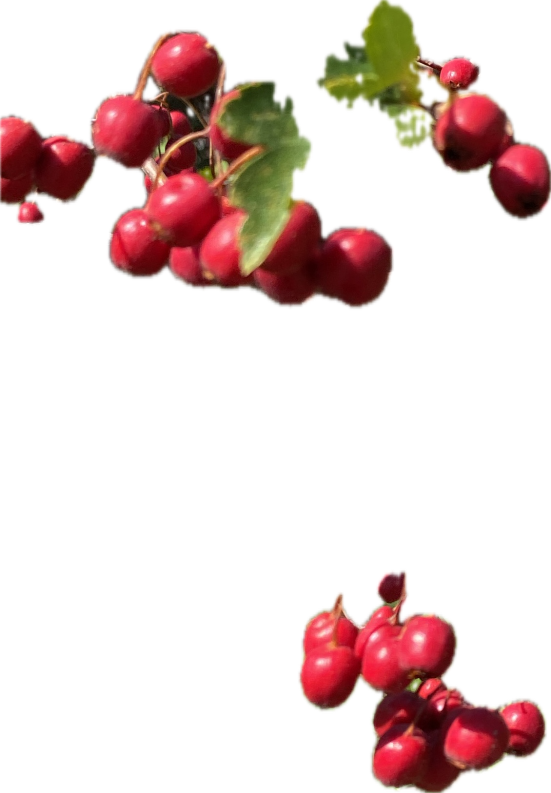 Hawthorn, a captured specimen