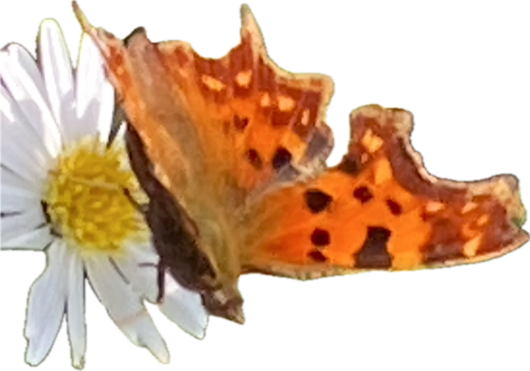 Comma Butterfly, a recorded specimen