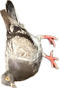 Sparrow, a recorded specimen