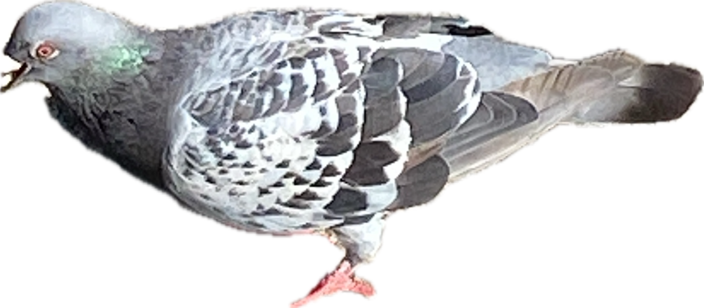 Rock Pigeon, a recorded specimen