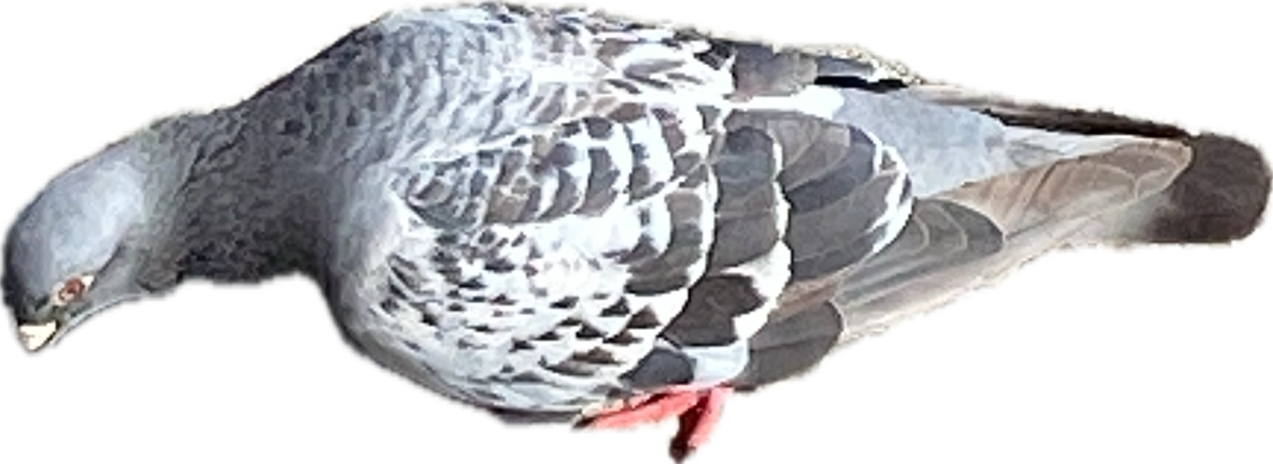 Rock Pigeon, a recorded specimen