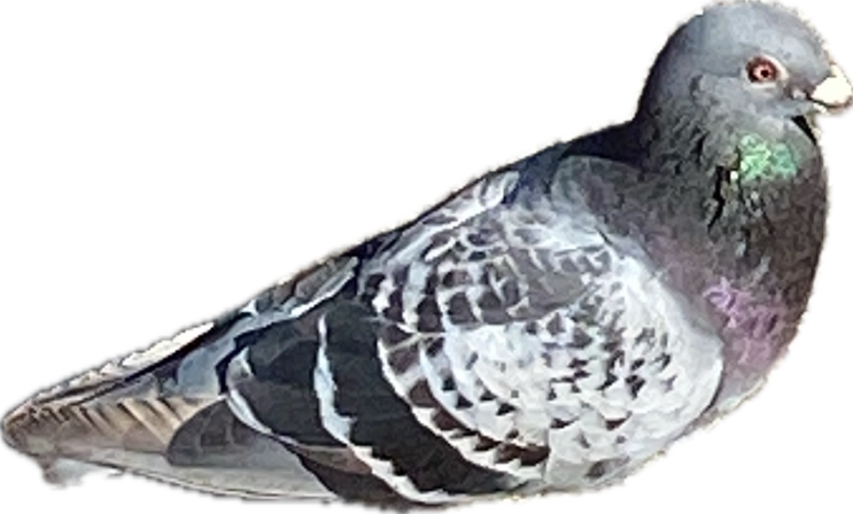 Pigeon, a recorded specimen