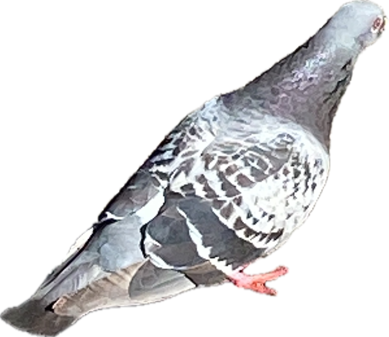 Rock Pigeon, a recorded specimen