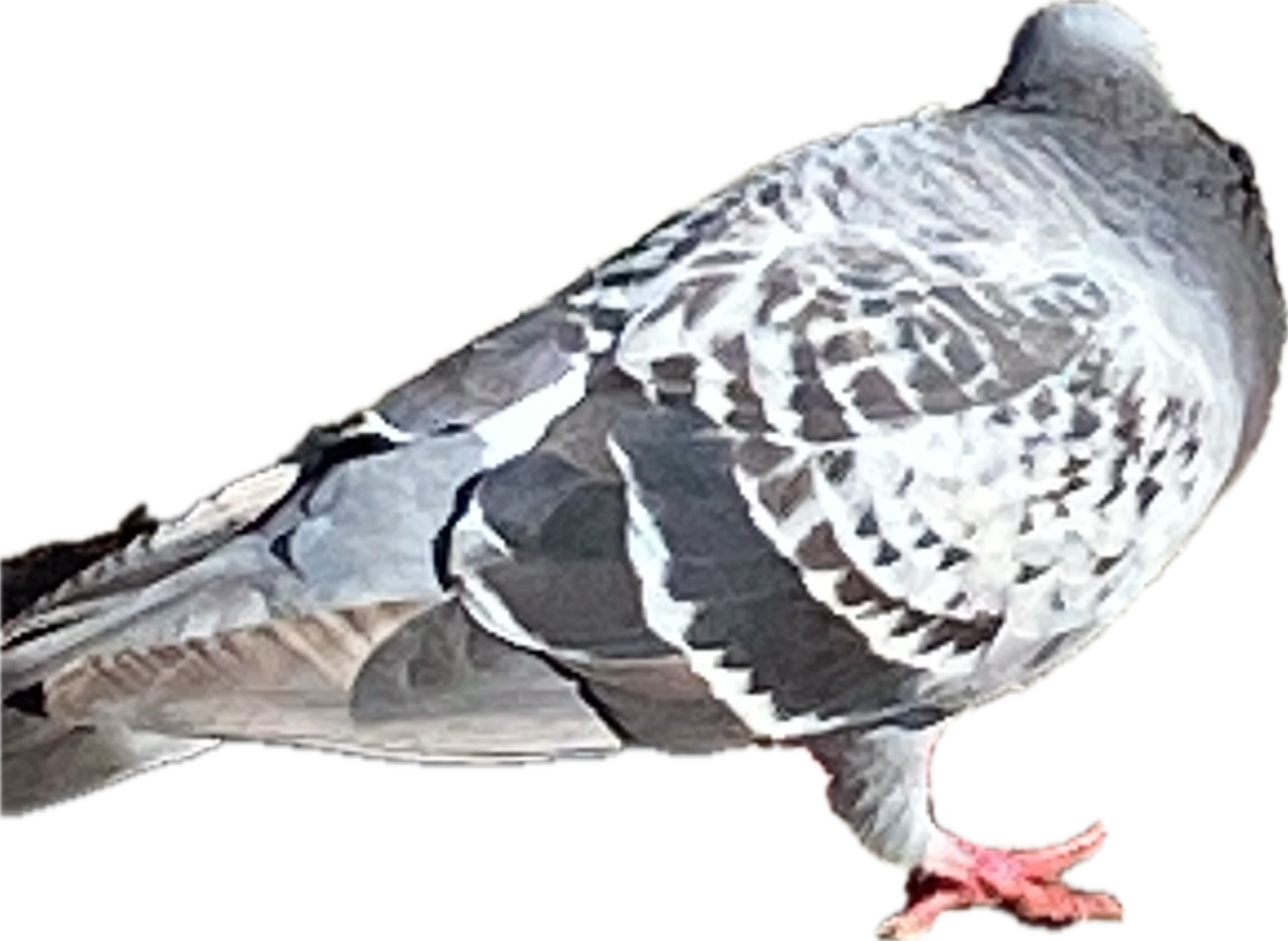 Rock Pigeon