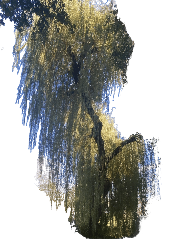 Weeping Willow, a recorded specimen