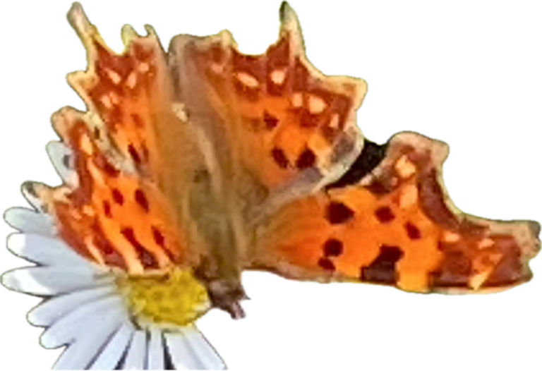 Comma Butterfly