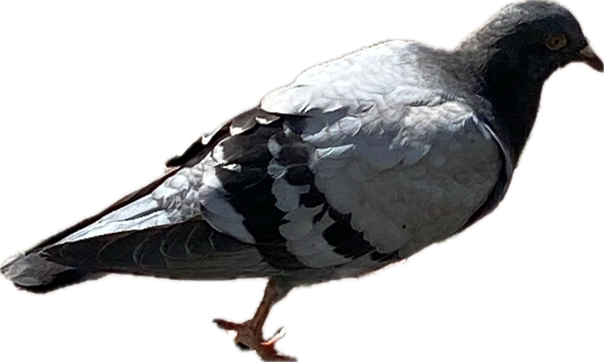 Pigeon