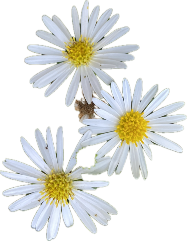 Common Daisy, a recorded specimen