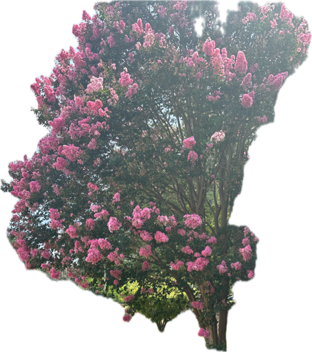 Crepe Myrtle