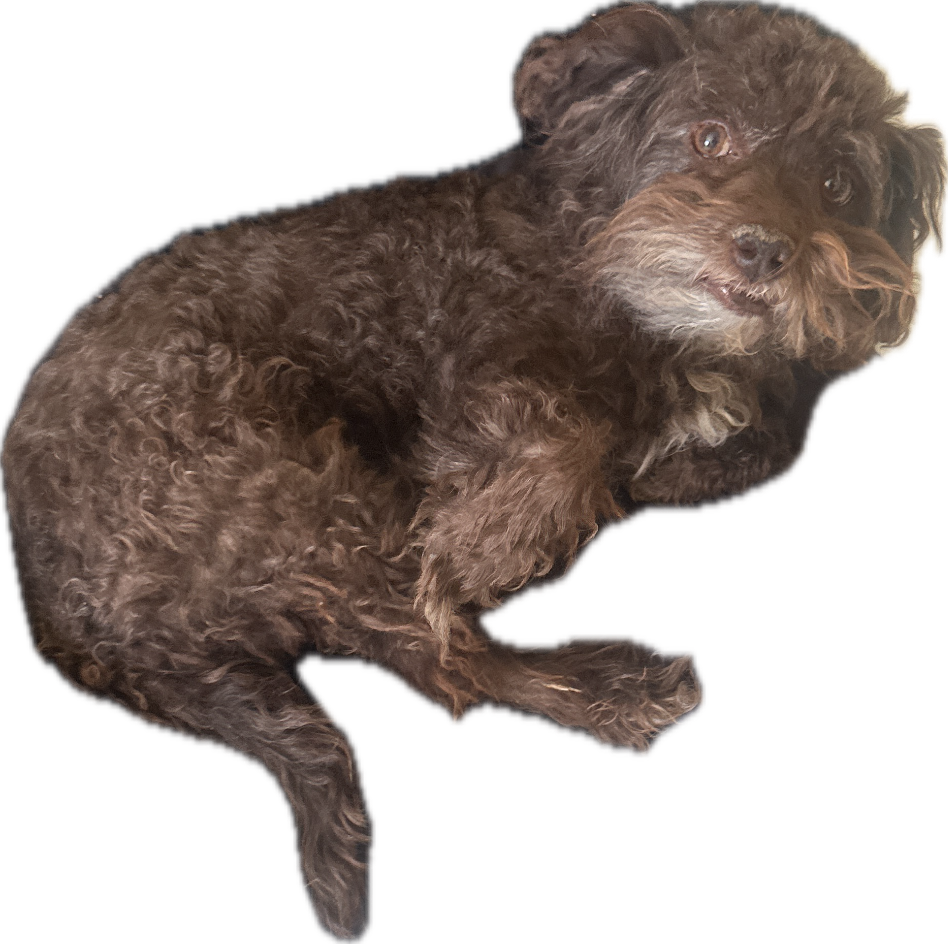 Poodle Mix