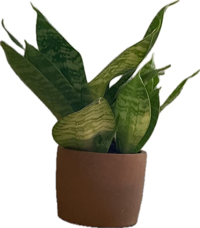 Sansevieria