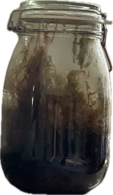 Mason Jar, a captured specimen