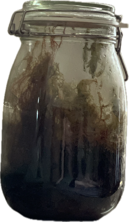 Mason Jar, a recorded specimen