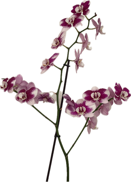 Phalaenopsis Orchid, a recorded specimen