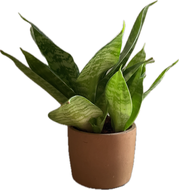 Snake Plant, a recorded specimen
