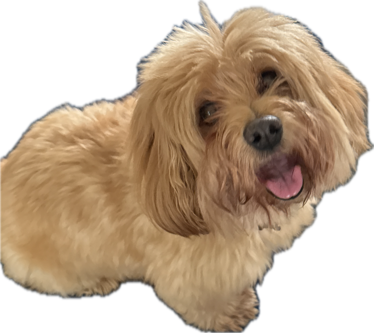 Goldendoodle