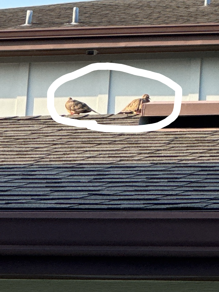 Red-Tailed Hawk, a recorded specimen