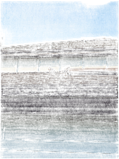 Red-Tailed Hawk, a recorded specimen