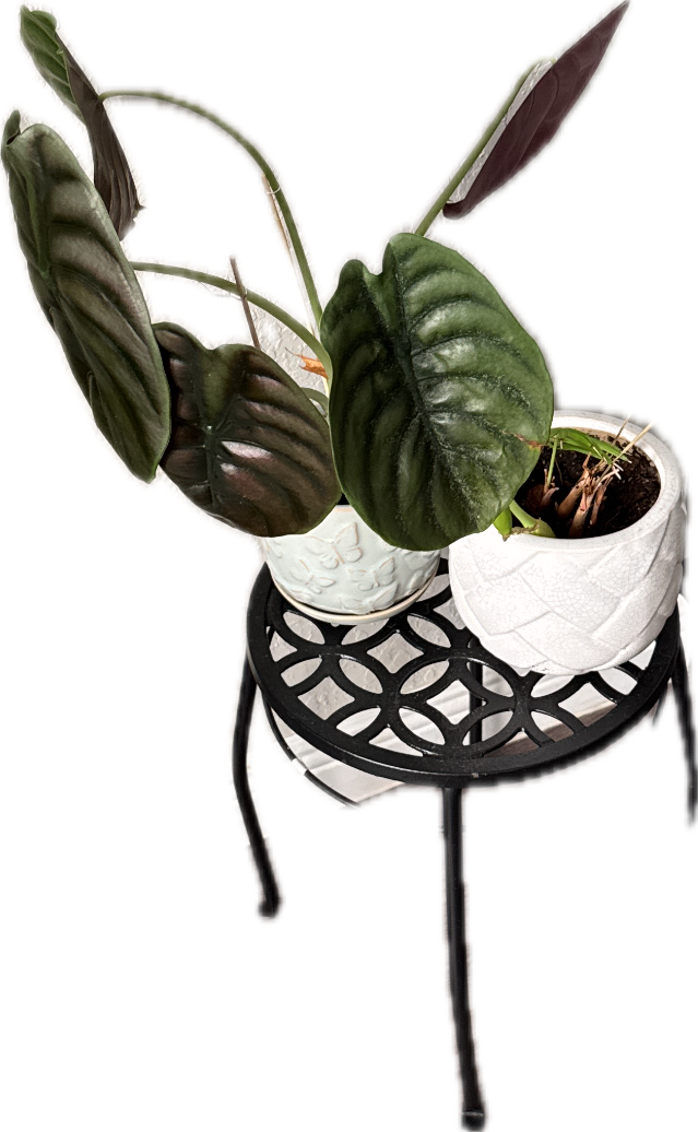 Anthurium