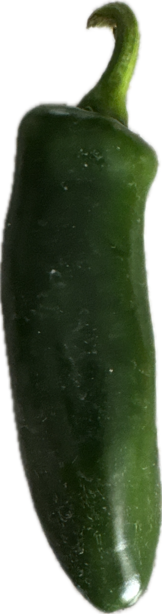 Jalapeño, a captured specimen