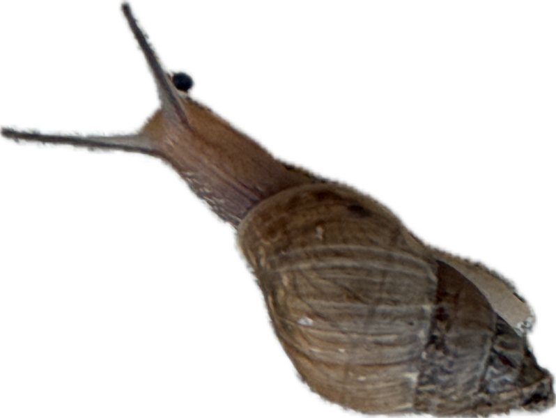 Garden Snail