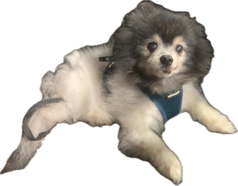 Pomeranian Husky Mix