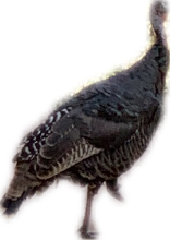 Wild Turkey, a recorded specimen