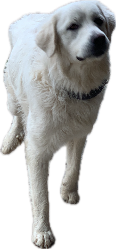 Yellow Labrador Retriever, a captured specimen