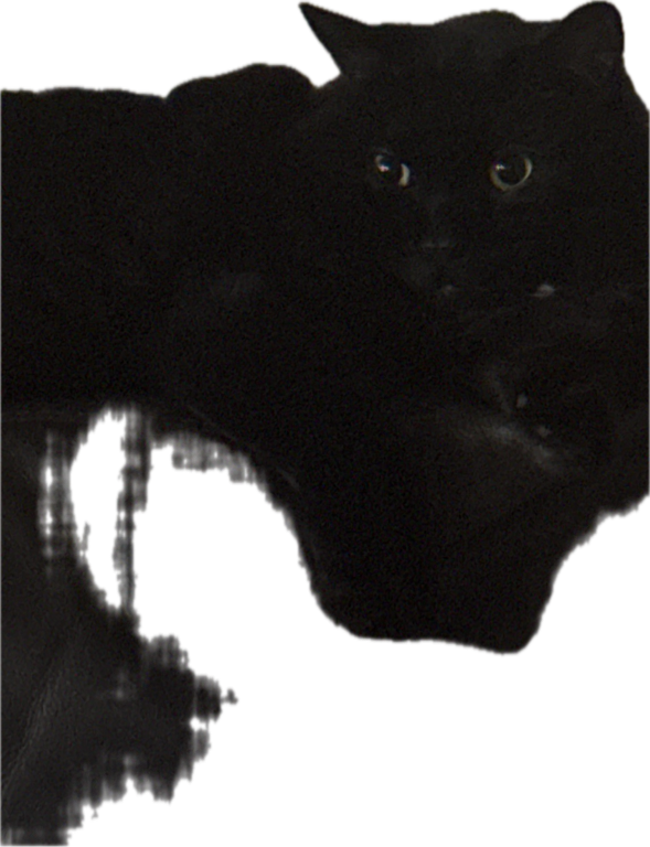 Black Cat, a recorded specimen