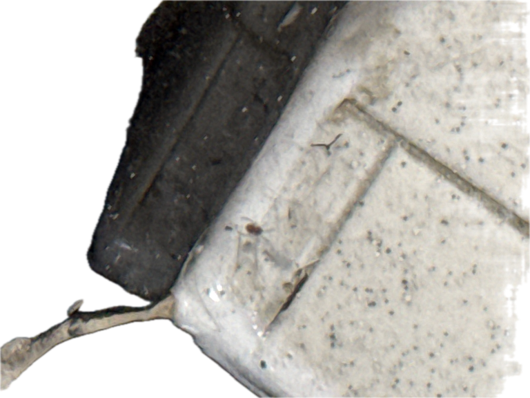 Ant, a recorded specimen