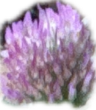 Bumblebee, a recorded specimen