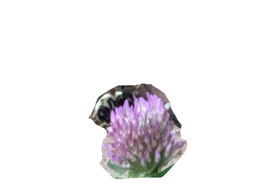 Bumblebee, a recorded specimen