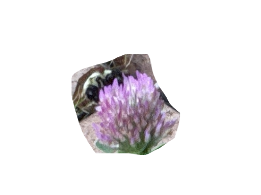 Bumblebee