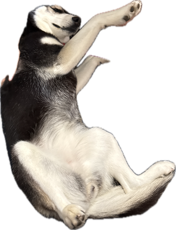 Husky, a recorded specimen