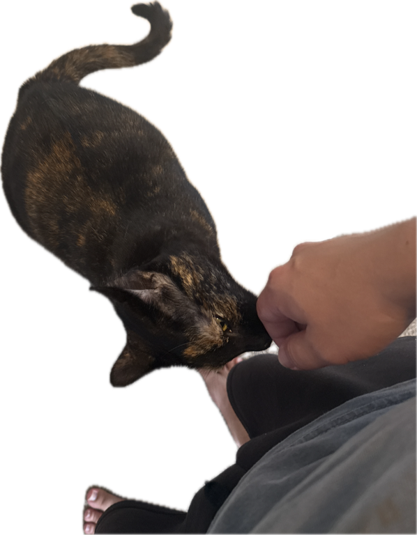Cat, a recorded specimen