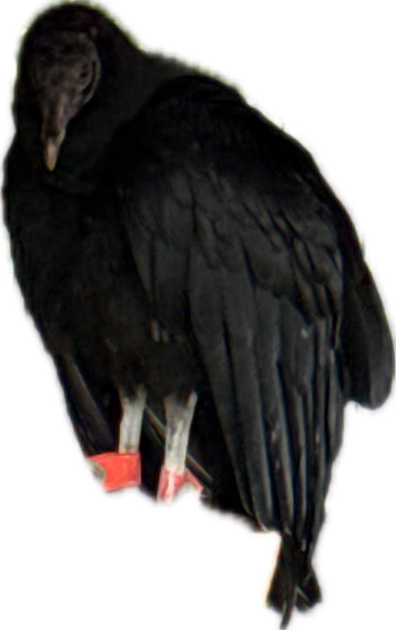 Crow, a recorded specimen