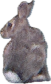 Rabbit