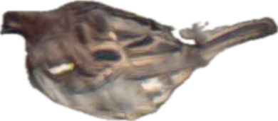 Sparrow