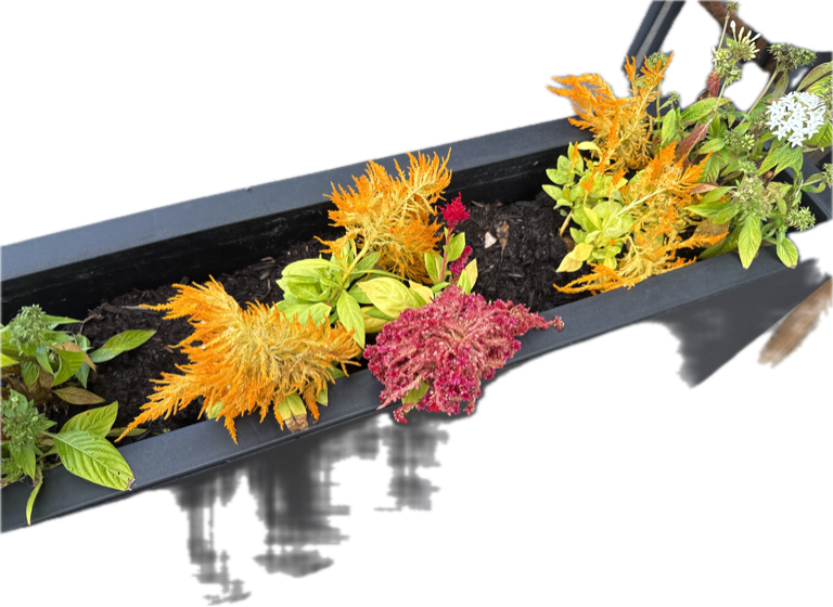 Celosia, a recorded specimen