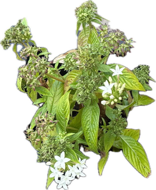 Jasmine, a recorded specimen