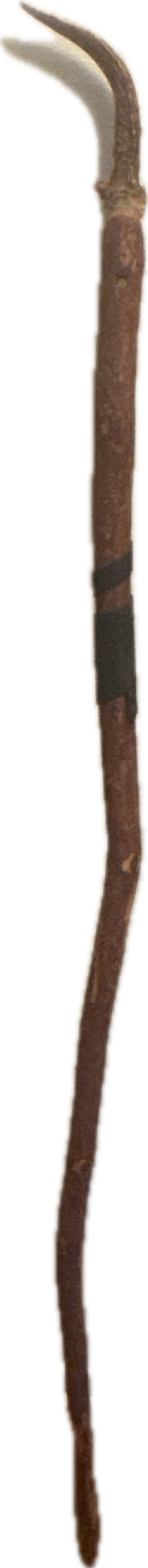 Walking Stick, a captured specimen