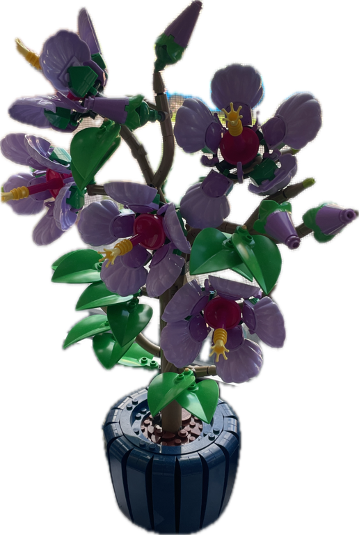 Orchid
