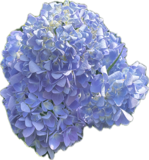 Hydrangea, a recorded specimen