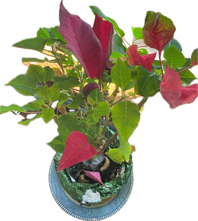Solenostevia, a captured specimen